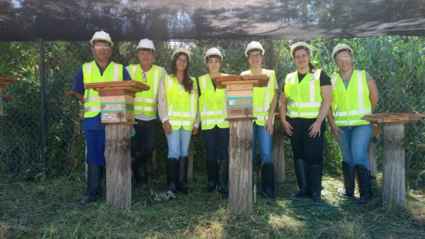 Projeto Abelha sem Ferrão ONG Orientavida parceria com a EDP